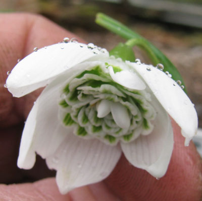Galanthus-Hill-Poe