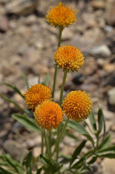 Gaillardia-megapotamica