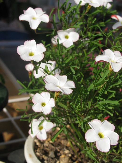 Boomamaの日々 オキザリス バーシカラー 満開