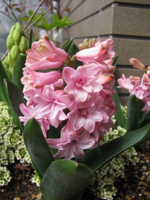 八重咲きヒヤシンス Boomamaの日々