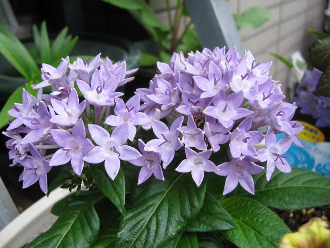 栄養系ペンタス シリウス ブッドレア アルタニフォリア Boomamaの日々