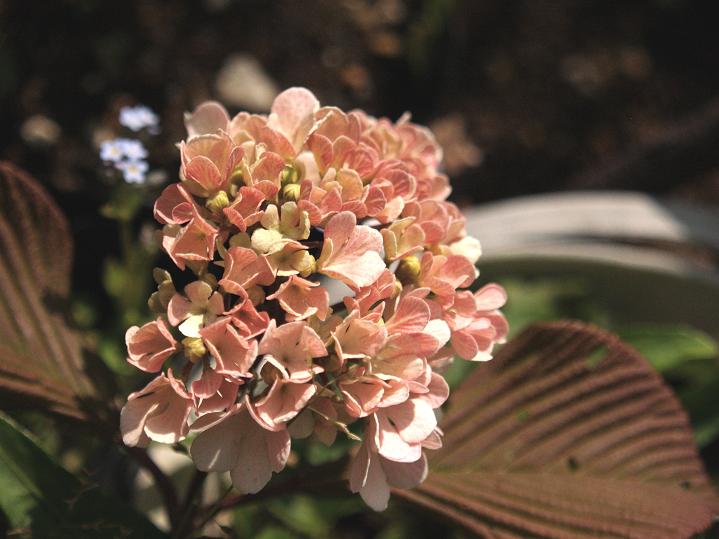 Boomamaの日々 ビバーナム メリーミルトン