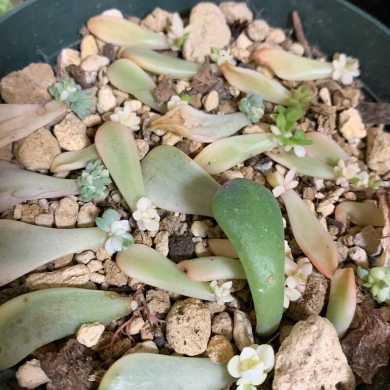 多肉植物 Boomamaの日々
