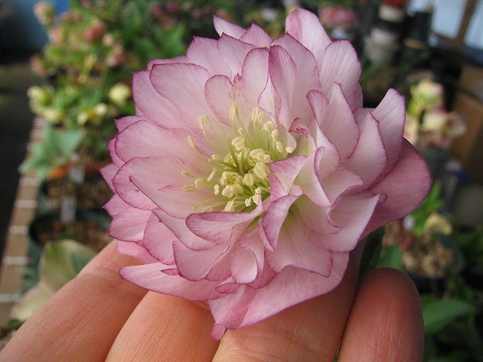 Boomamaの日々 超 多弁花交配