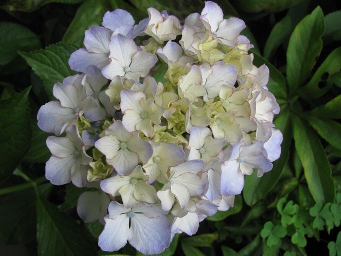 紫陽花 Boomamaの日々