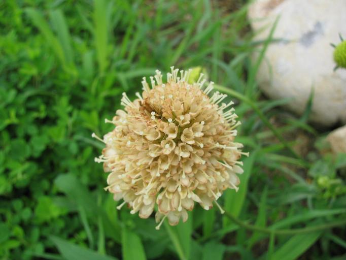 Boomamaの日々 アプリコット色のスカビオサ