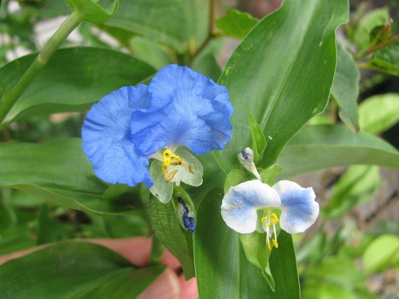一年草 Boomamaの日々