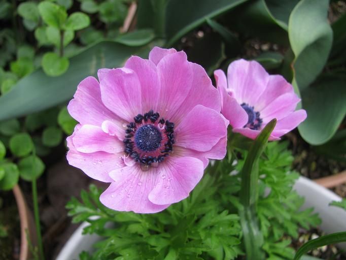 Boomamaの日々 アネモネ