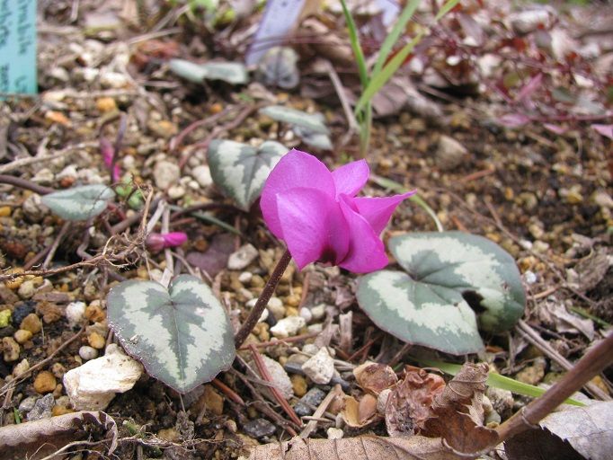 Boomamaの日々 原種シクラメン