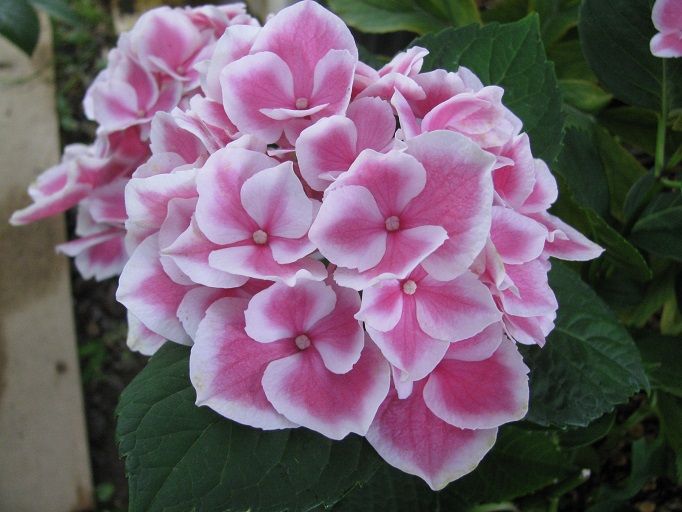 紫陽花 Boomamaの日々