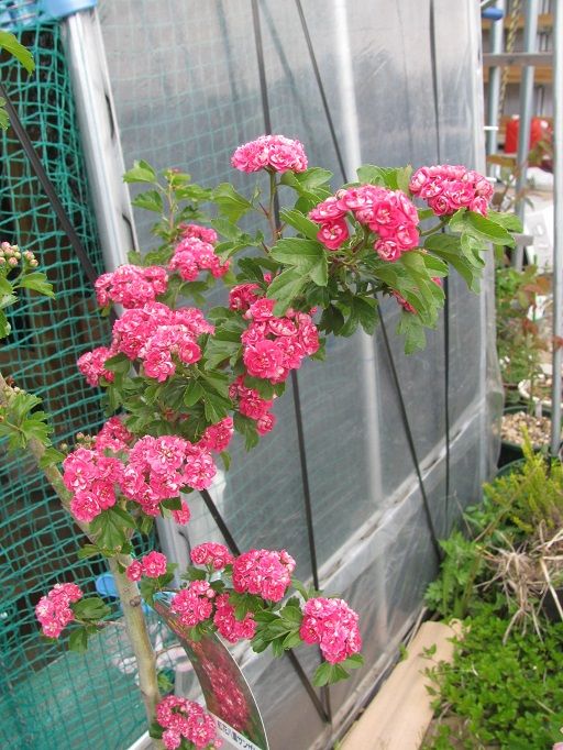 Boomamaの日々 紅花八重サンザシ いろいろ Boomamaの日々 紅花八重サンザシ いろいろ