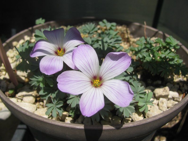 Boomamaの日々 オキザリス アデノフィラ 開花