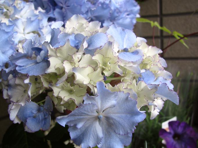 紫陽花 レオン Boomamaの日々