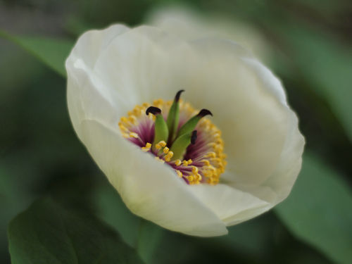P4290449