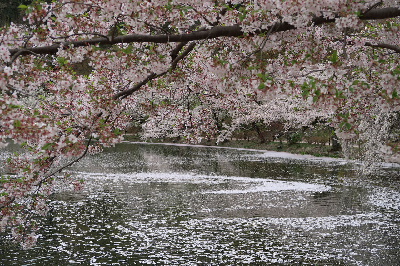 臥竜山の桜散る 19 4 24 小布施のジャズ喫茶 Bud 臥竜山の桜散る 19 4 24 小布施のジャズ喫茶 Bud
