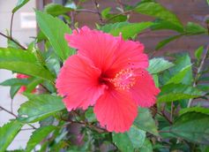 dscf4298.jpg