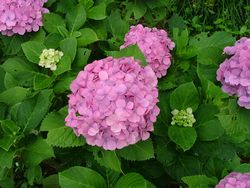 dscf4133.jpg