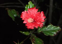DSCF0181