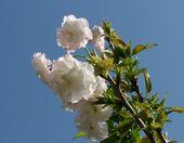 dscf2896.jpg