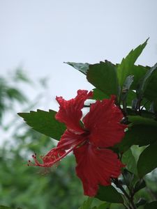 DSCF2498