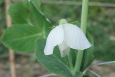 DSCF2076