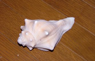 dscf1551.jpg