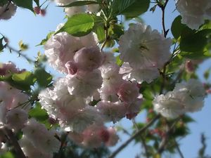 DSCF2156