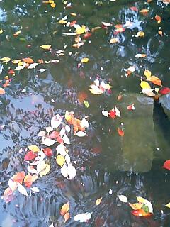 img20081126.jpg