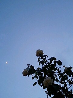 img20070629.jpg