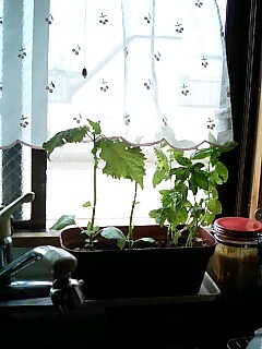 img20070630.jpg