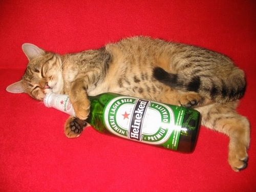 beer-cat-3