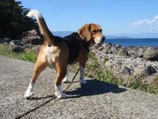 img20060320_3.jpg