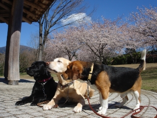 img20060403_1.jpg