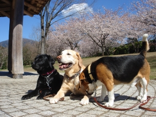 img20060403.jpg