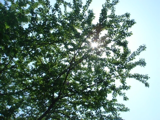 img20070426_2.jpg