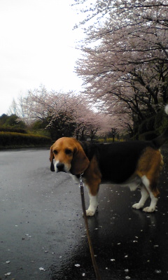 Image12236sakura