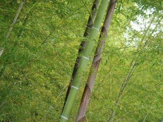 img20060517.jpg