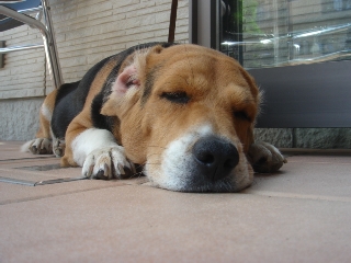 img20070726_1.jpg