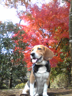 image11557momiji2.jpg