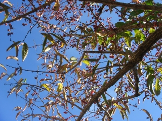img20061113_1.jpg