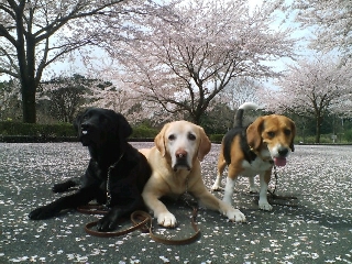 img20060406_2.jpg