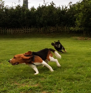 __dogrun のリサイズ画像