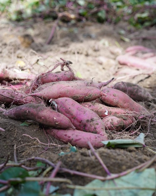 5313660F-639E-4AC6-9CA3-5878BA309DEA_Original