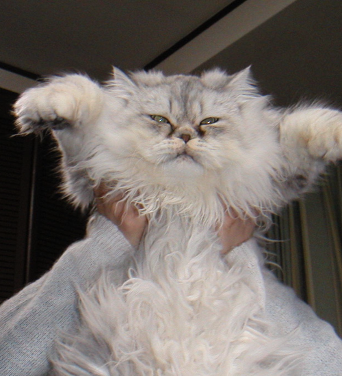 スクリーンショット 2021-12-06 10.14.21