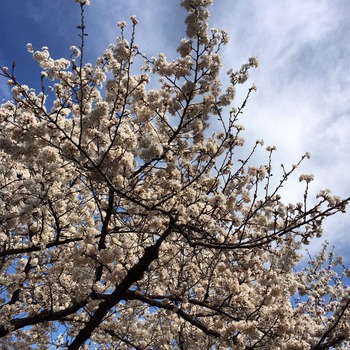 写真 2015-03-28 14 53 23