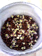 img20091106_1.jpg