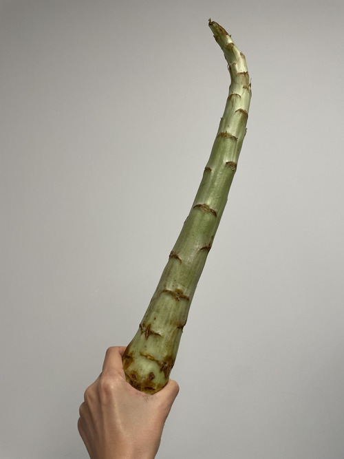 7683A654-78DE-4A2F-9C6C-9D17468BCD09_1_105_c