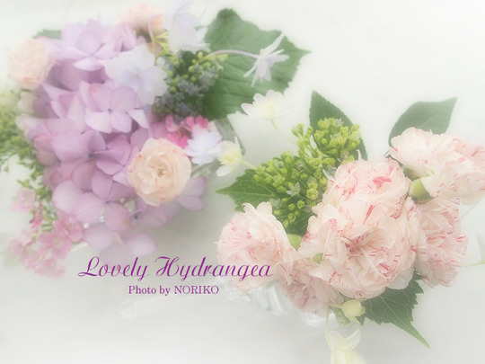 Lovely HydrangeaL