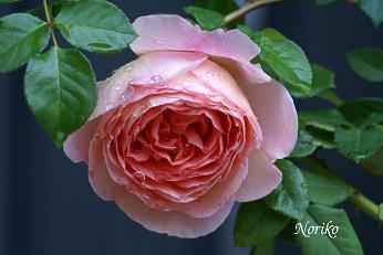 dsc01955nl18.jpg