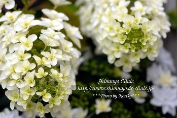 dsc_1840cnl9.jpg